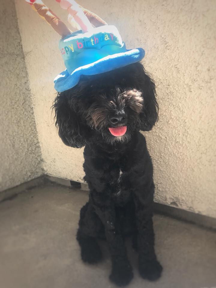 small teddy bear schnoodle